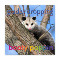 Grades Dropping, Booty Poppin - Opossum/Possum - Funny Bumper Stickers [00619]