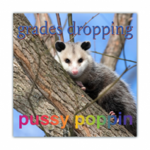 Grades Dropping, Pussy Poppin - Opossum/Possum - Funny Bumper Stickers [00620]