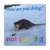 'How Are You Doing?', Not Gourd:(- Opossum/Possum - Funny Bumper Stickers [00627]