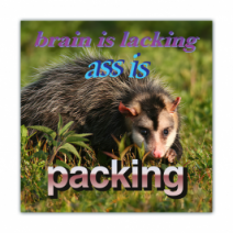 Brain Is Lacking Ass Is, Packing - Opossum/Possum - Funny Bumper Stickers [00636]