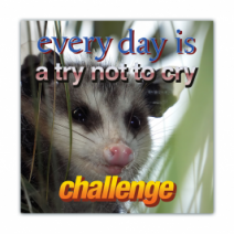 Everyday Is A Try Not To Cry, Challenge - Opossum/Possum - Funny Bumper Stickers [00645]