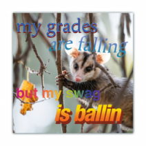 My Grades Are Falling, But My Swag Is Ballin - Opossum/Possum - Funny Bumper Stickers [00649]