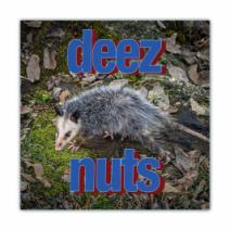 Deez, Nuts - Opossum/Possum - Funny Bumper Stickers [00666]