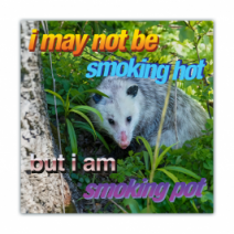 I May Not Be Smoking Hot, But I Am Smoking Pot - Opossum/Possum - Funny Bumper Stickers [00669]