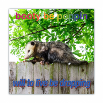 Booty Be Poppin, Will To Live Be Dropping - Opossum/Possum - Funny Bumper Stickers [00671]