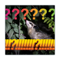 Opossum/Possum - Funny Bumper Stickers [00688]