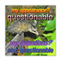 My Appearance? Questionable, My Intentions? Also Questionable - Opossum/Possum - Funny Bumper Stickers [00712]