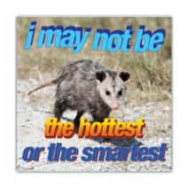 I May Not Be, The Hottest Ot Hthe Smartest - Opossum/Possum - Funny Bumper Stickers [00735]