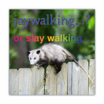 Jaywalking. ?, Or Slay Walking. - Opossum/Possum - Funny Bumper Stickers [00747]