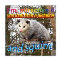 I'm Attractive If You Look From A Distance, And Squint - Opossum/Possum - Funny Bumper Stickers [00770]