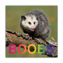 B**bs - Opossum/Possum - Funny Bumper Stickers [00774]